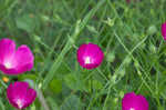 Woodland poppymallow